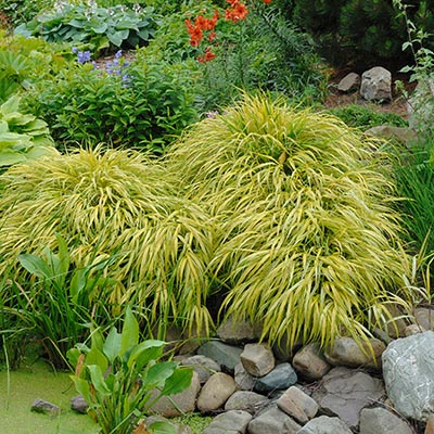 Hakonechloa macra - graminées basses